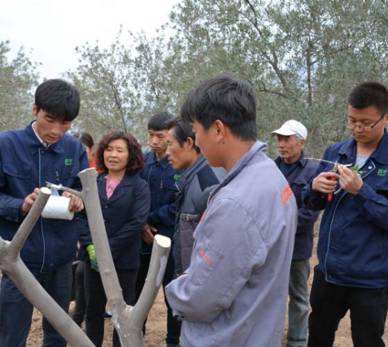 公司從產(chǎn)業(yè)鏈起始端著手，引進(jìn)良種優(yōu)苗，繁育基地苗圃，優(yōu)化樹(shù)種，以?xún)?yōu)質(zhì)的橄欖樹(shù)苗為生產(chǎn)特級(jí)初榨橄欖油提供基礎(chǔ)保障。在以自建萬(wàn)畝國(guó)家標(biāo)準(zhǔn)化油橄欖..